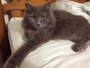 Safe Domestic Long Hair in Stamford, CT