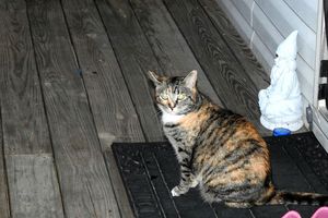 Safe Domestic Short Hair in Woodbourne, NY
