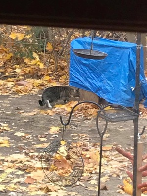 Safe Cat in Windsor Locks, CT