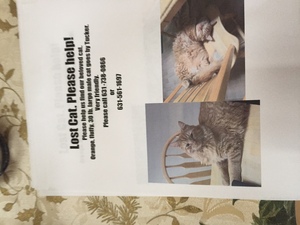 Safe Maine Coon in Lake Grove, NY