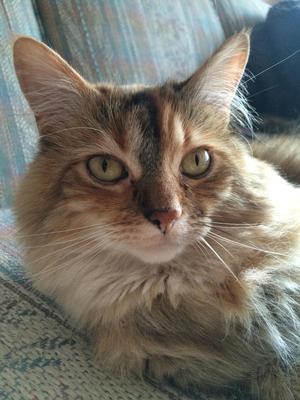 Safe Maine Coon in Rochester, NY