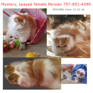 Safe Persian in Hampton, VA