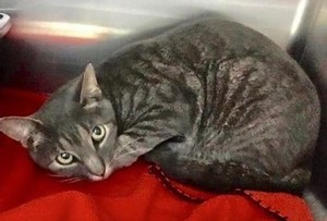 Safe Domestic Short Hair in New Hyde Park, NY