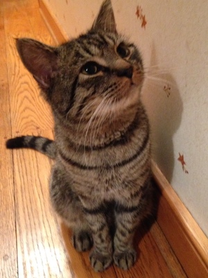 Safe Domestic Short Hair in Feasterville Trevose, PA