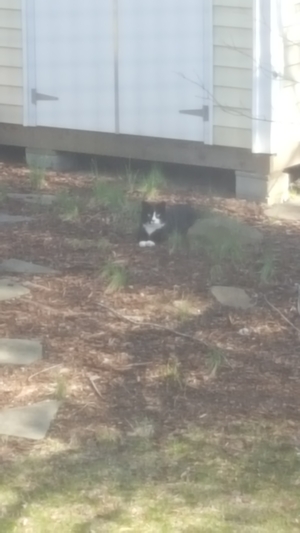 Safe Cat in Centreville, VA