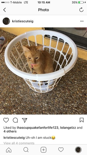 Safe Cat in Coral Springs, FL
