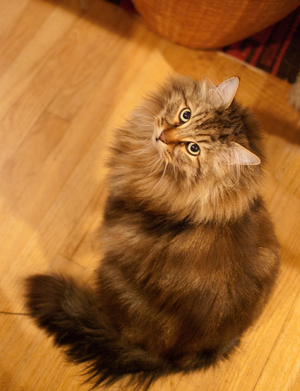 Safe Maine Coon in Portland, OR