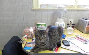 Safe American Shorthair in Harrison, NY