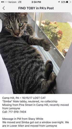 Safe Cat in Camp Hill, PA