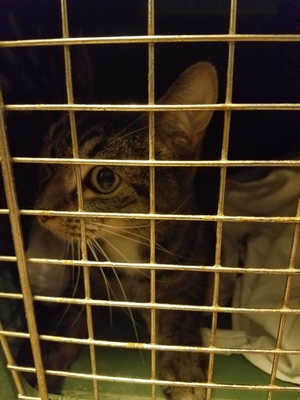 Safe Cat in Indian Head, MD