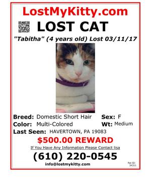 Safe Domestic Short Hair in Havertown, PA