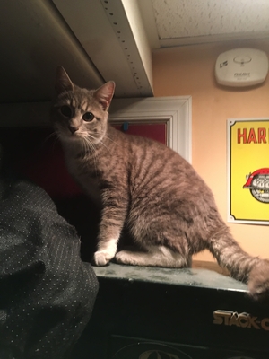 Safe Domestic Short Hair in Seven Valleys, PA