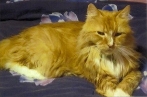 Safe Maine Coon in Clinton, MA