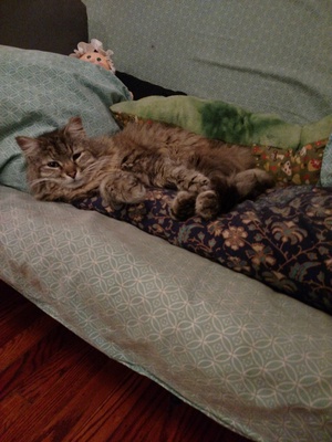 Safe Maine Coon in Chalfont, PA