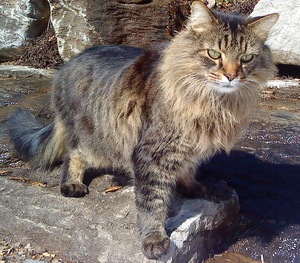Safe Norwegian Forest Cat in Huntsville, AL