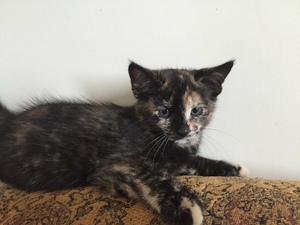 Safe Domestic Short Hair in Cleveland, OH
