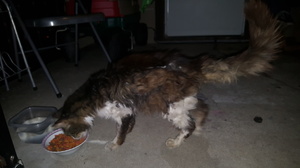 Safe Domestic Long Hair in Lowellville, OH