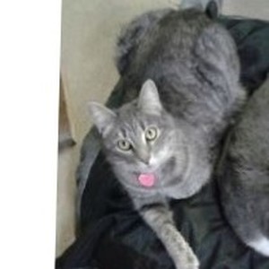 Safe Domestic Short Hair in North Lima, OH