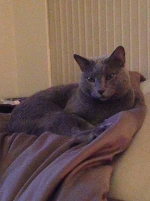 Safe Russian Blue in New Port Richey, FL US