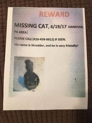 Safe Cat in Hanover, PA