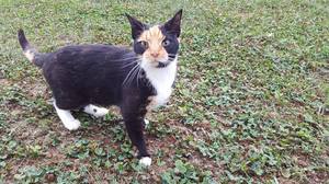 Safe Domestic Short Hair in Westminster, MD