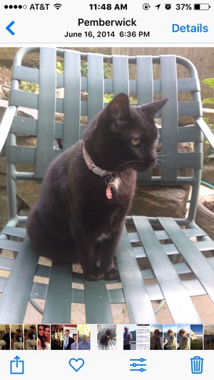 Safe Domestic Short Hair in Greenwich, CT
