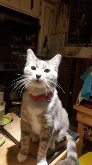 Safe Domestic Short Hair in Riverside, IL US