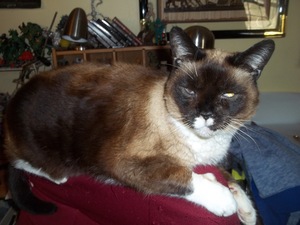 Safe Siamese in Knoxville, TN