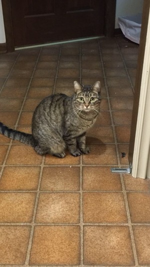 Safe American Shorthair in Springfield, MO