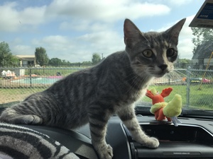 Safe Cat in Allen, TX