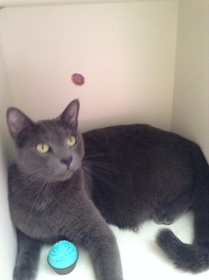 Safe American Shorthair in Holiday, FL