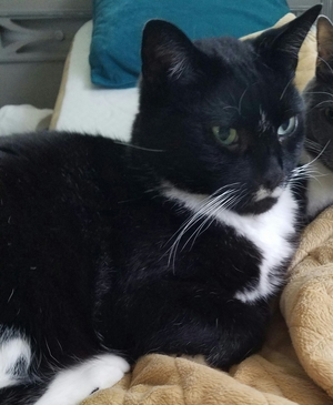 Safe Domestic Short Hair in Pikesville, MD