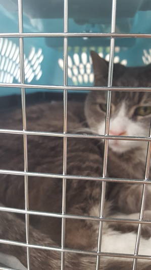 Safe American Shorthair in Cranberry Township, PA