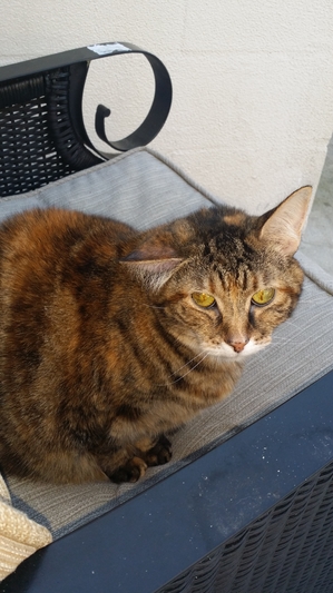 Safe Domestic Short Hair in Holiday, FL