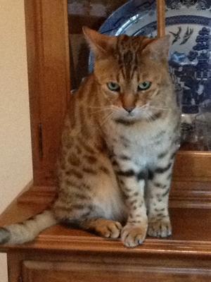 Safe Bengal cat in Penn Valley, CA