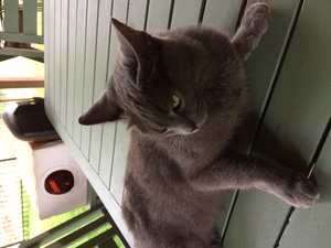 Safe Russian Blue in Round Rock, TX