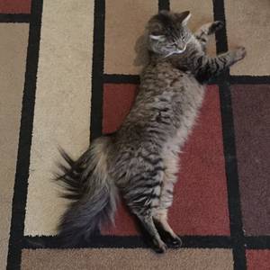 Safe Maine Coon in Oxford, CT
