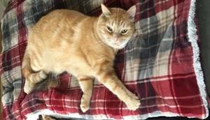 Safe American Shorthair in Homestead, PA