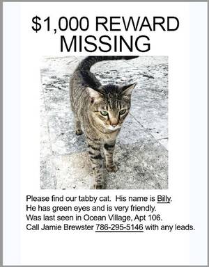 Safe Cat in Key Biscayne, FL