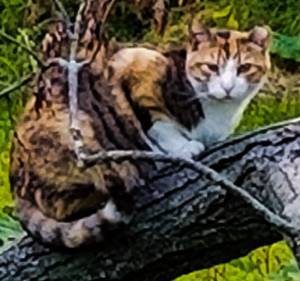 Safe American Shorthair in Whitehall, PA