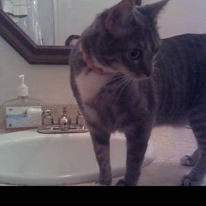 Safe American Shorthair in Cleveland, OH