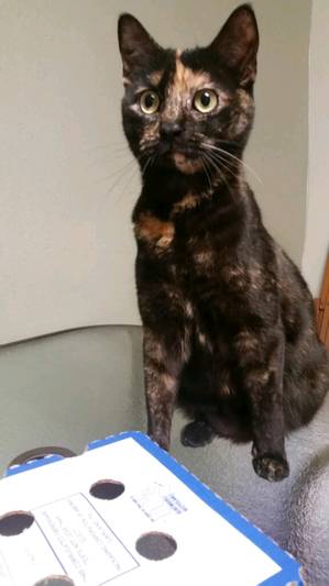 Safe Domestic Short Hair in Corinth, ME