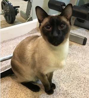 Safe Siamese in Royersford, PA
