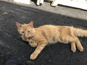 Safe Cat in Hummelstown, PA