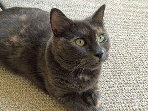 Safe Domestic Short Hair in Broomall, PA