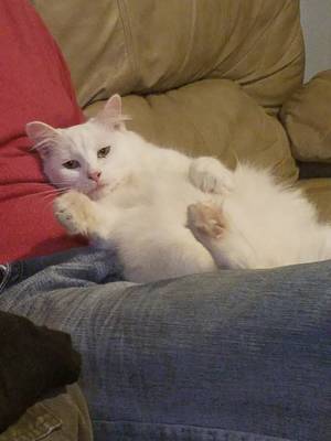 Safe Domestic Long Hair in Springfield, MO