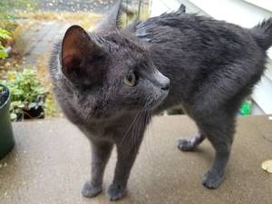 Safe Domestic Short Hair in Jenkintown, PA