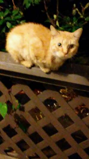 Safe Domestic Short Hair in Leetsdale, PA