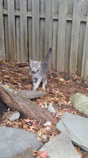 Safe Cat in Havertown, PA