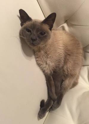 Safe Siamese in Clearwater, FL